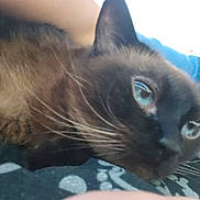 Bella joined the competition — help win amazing prizes! animal, blue_eyes, cat, close_up, companion, cozy, cute, domestic, face, feline, fur, indoor, mammal, pet, relaxed, resting, siamese, sleepy, soft, whiskers