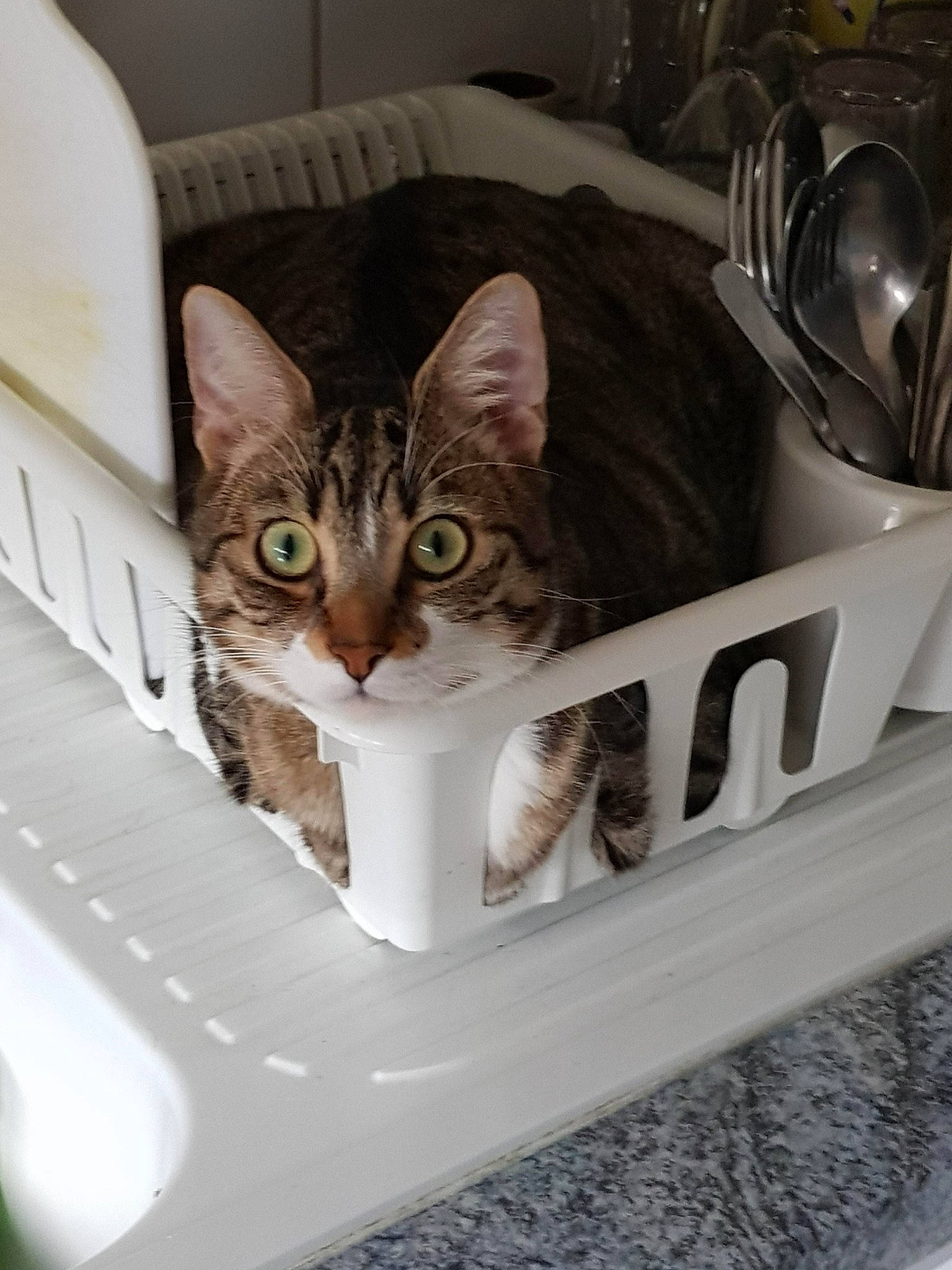 Illidan a rejoint le concours — aidez-le/la à gagner de superbes lots ! aegean_cat, american_shorthair, asian, bengal, carnivore, cat, domestic_short_haired_cat, dragon_li, egyptian_mau, european_shorthair, felidae, kitten, ocicat, sink, small_to_medium_sized_cats, tabby_cat, whiskers