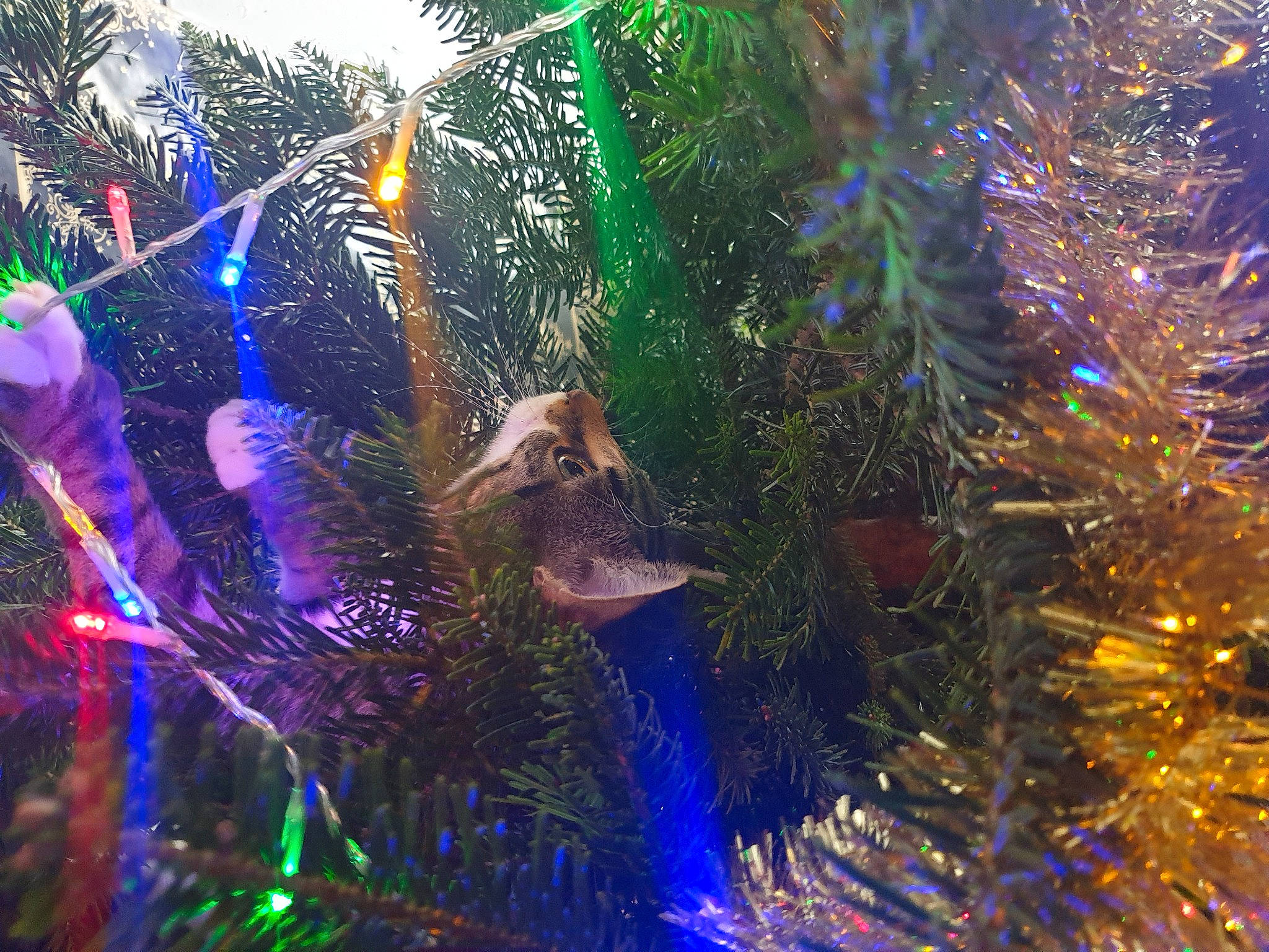 Illidan participe au concours pour gagner de l'argent avec cette photo : branch, christmas, christmas_decoration, christmas_ornament, christmas_tree, conifer, event, fir, forest, interior_design, light, organism, ornament, pine_family, plant, spruce, tree, water, winter, woody_plant