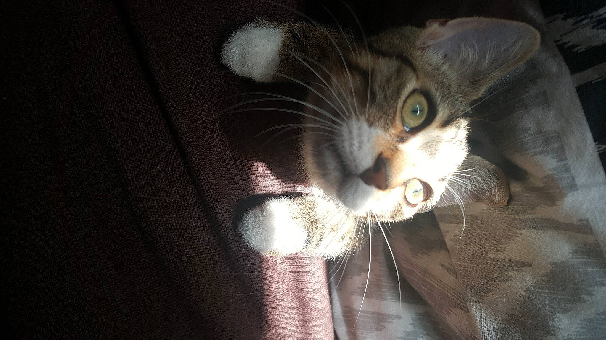 Illidan participe au concours pour gagner de l'argent avec cette photo : aegean_cat, american_wirehair, asian, carnivore, cat, domestic_short_haired_cat, ear, european_shorthair, eye, felidae, fur, kitten, mammal, ojos_azules, polydactyl_cat, small_to_medium_sized_cats, snout, tabby_cat, whiskers