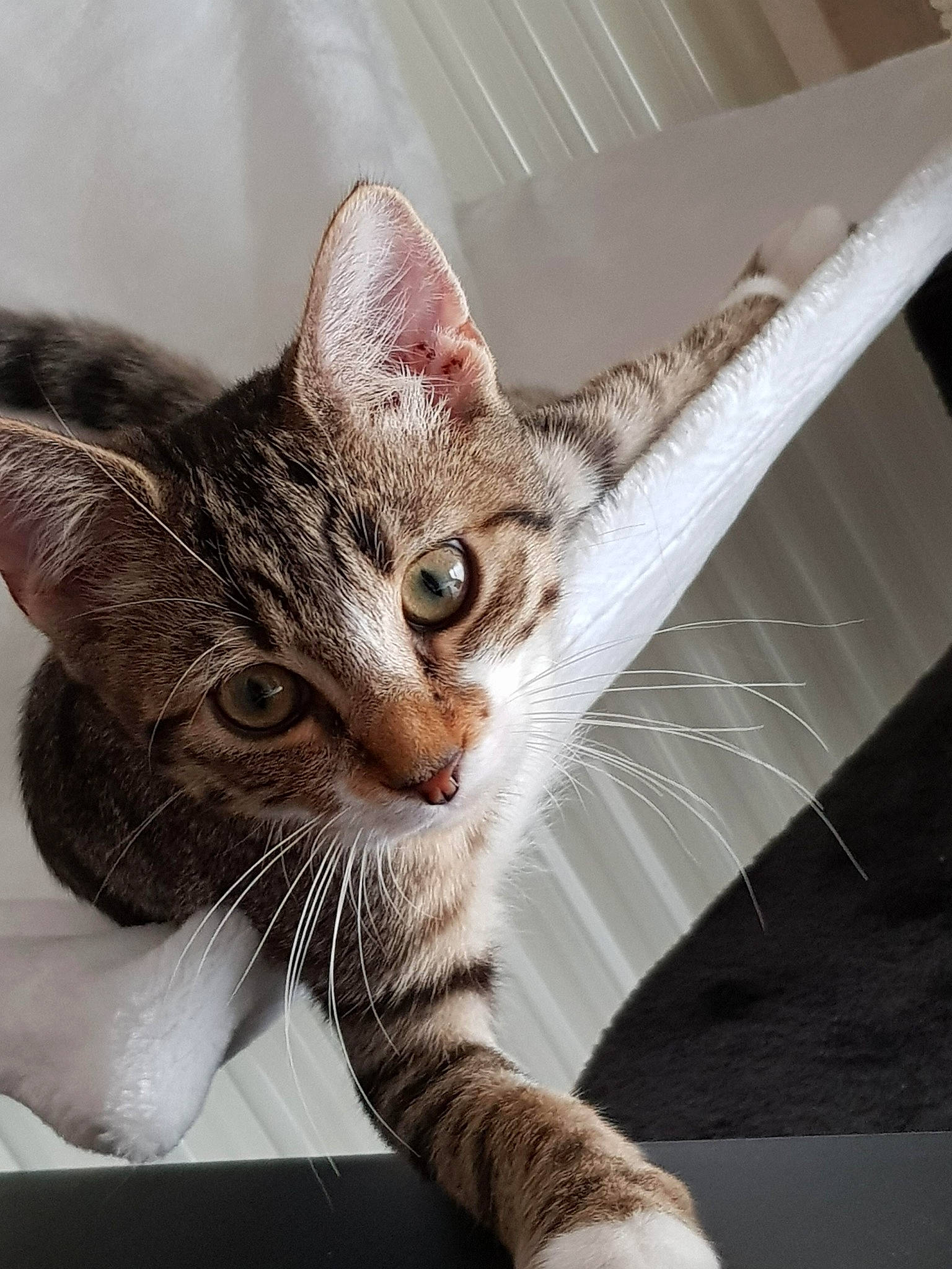 Illidan participe au concours pour gagner de l'argent avec cette photo : american_shorthair, asian, bengal, carnivore, cat, domestic_short_haired_cat, dragon_li, ear, egyptian_mau, european_shorthair, fawn, felidae, fur, kitten, mammal, ocicat, paw, small_to_medium_sized_cats, tabby_cat, whiskers