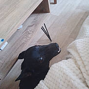 Rocky a rejoint le concours — aidez-le/la à gagner de superbes lots ! animal, black_dog, blanket, canine, companion, cozy, curious, dog, domestic, floor, fur, furniture, home, indoor, looking_up, pet, resting, table, wooden_floor, wooden_table