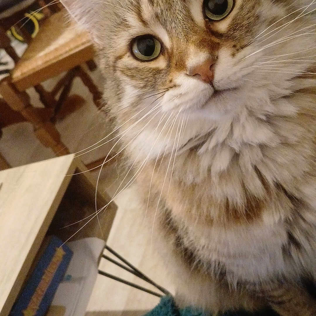 Poppy a rejoint le concours — aidez-le/la à gagner de superbes lots ! cat, tabby, fluffy, indoor, furniture, wooden_chair, table, curious, close_up, pet, whiskers, eyes, face, floor, homedecor, cozy, household, animal, mammal, cute