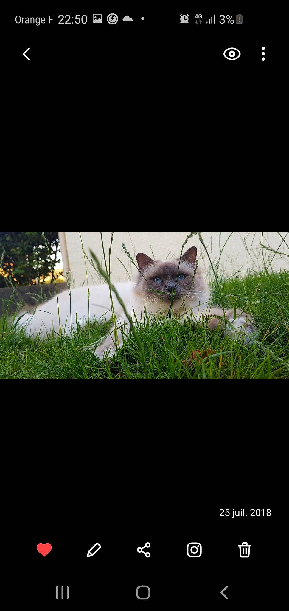 Jolie Coeur a rejoint le concours — aidez-le/la à gagner de superbes lots ! adaptation, asian, carnivore, cat, domestic_short_haired_cat, european_shorthair, eye, felidae, grass, kitten, organism, photo_caption, photography, plant, ragdoll, sky, small_to_medium_sized_cats, snapshot, whiskers, wildlife