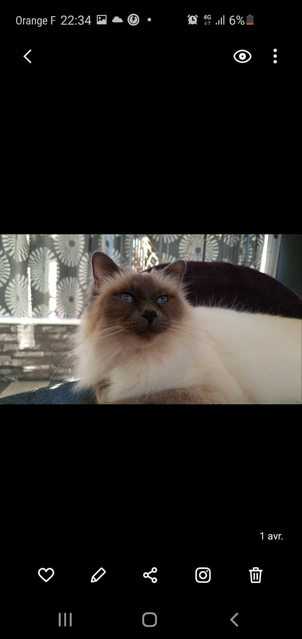 Jolie Coeur participe au concours pour gagner de l'argent avec cette photo : birman, british_longhair, british_semi_longhair, carnivore, cat, eye, fawn, felidae, himalayan, iris, kitten, mammal, persian, photo_caption, ragdoll, siamese, sky, small_to_medium_sized_cats, tail, whiskers