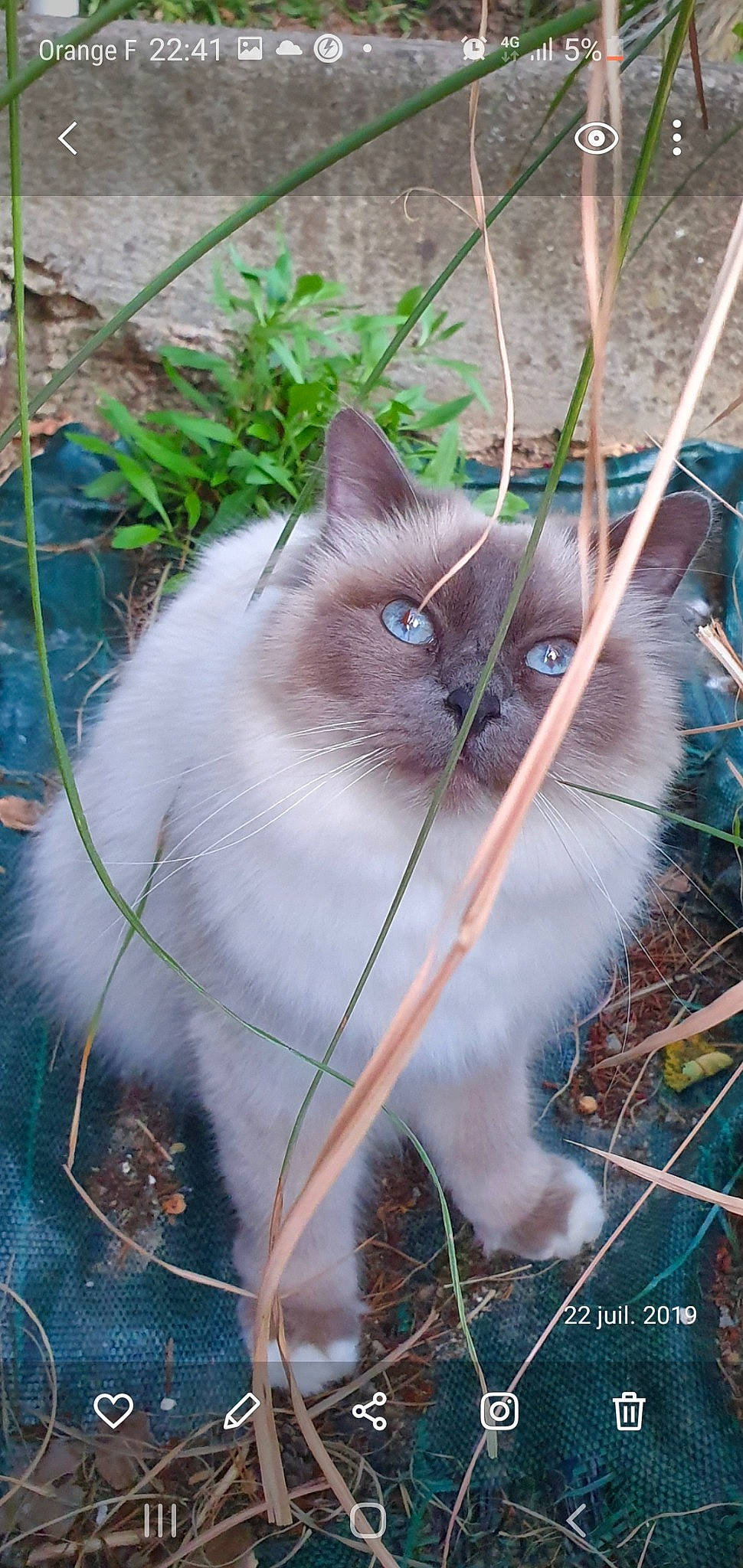 Jolie Coeur a rejoint le concours — aidez-le/la à gagner de superbes lots ! asian_semi_longhair, balinese, birman, british_semi_longhair, carnivore, cat, eye, fawn, felidae, himalayan, kitten, mammal, ragdoll, small_to_medium_sized_cats, thai, vertebrate, whiskers