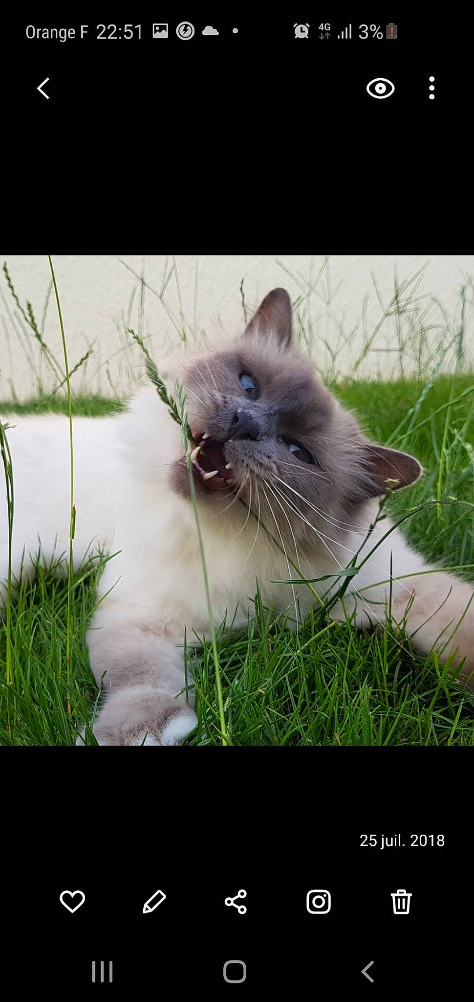 Jolie Coeur participe au concours pour gagner de l'argent avec cette photo : balinese, birman, carnivore, cat, eye, felidae, grass, iris, kitten, nebelung, photo_caption, plant, ragamuffin, ragdoll, siberian, small_to_medium_sized_cats, snout, thai, tonkinese, whiskers