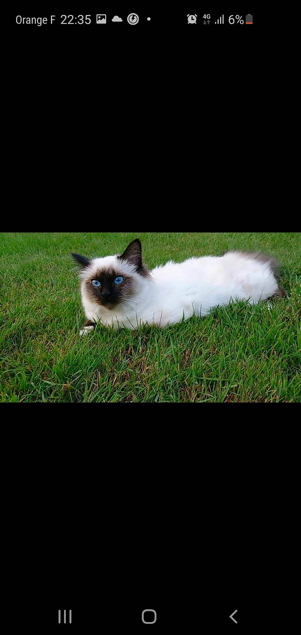 Izie participe au concours pour gagner de l'argent avec cette photo : balinese, birman, carnivore, cat, eye, felidae, grass, himalayan, iris, mammal, photography, plant, ragdoll, siamese, sky, small_to_medium_sized_cats, snowshoe, thai, tonkinese, whiskers