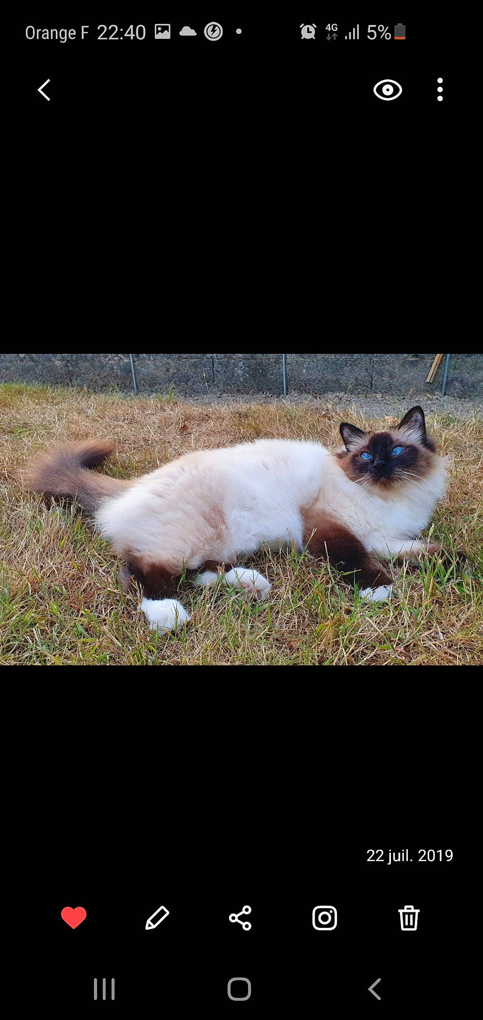Izie a rejoint le concours — aidez-le/la à gagner de superbes lots ! balinese, birman, carnivore, cat, fawn, felidae, fur, grass, kitten, photo_caption, photography, ragdoll, siamese, sky, small_to_medium_sized_cats, snowshoe, tail, thai, tonkinese, whiskers