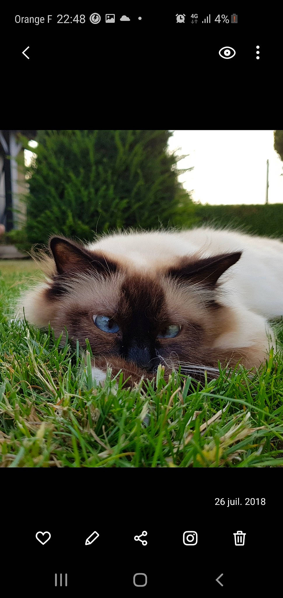 Izie participe au concours pour gagner de l'argent avec cette photo : balinese, birman, burmese, carnivore, cat, eye, felidae, grass, himalayan, iris, kitten, mammal, photo_caption, ragdoll, siamese, small_to_medium_sized_cats, snout, thai, tonkinese, whiskers