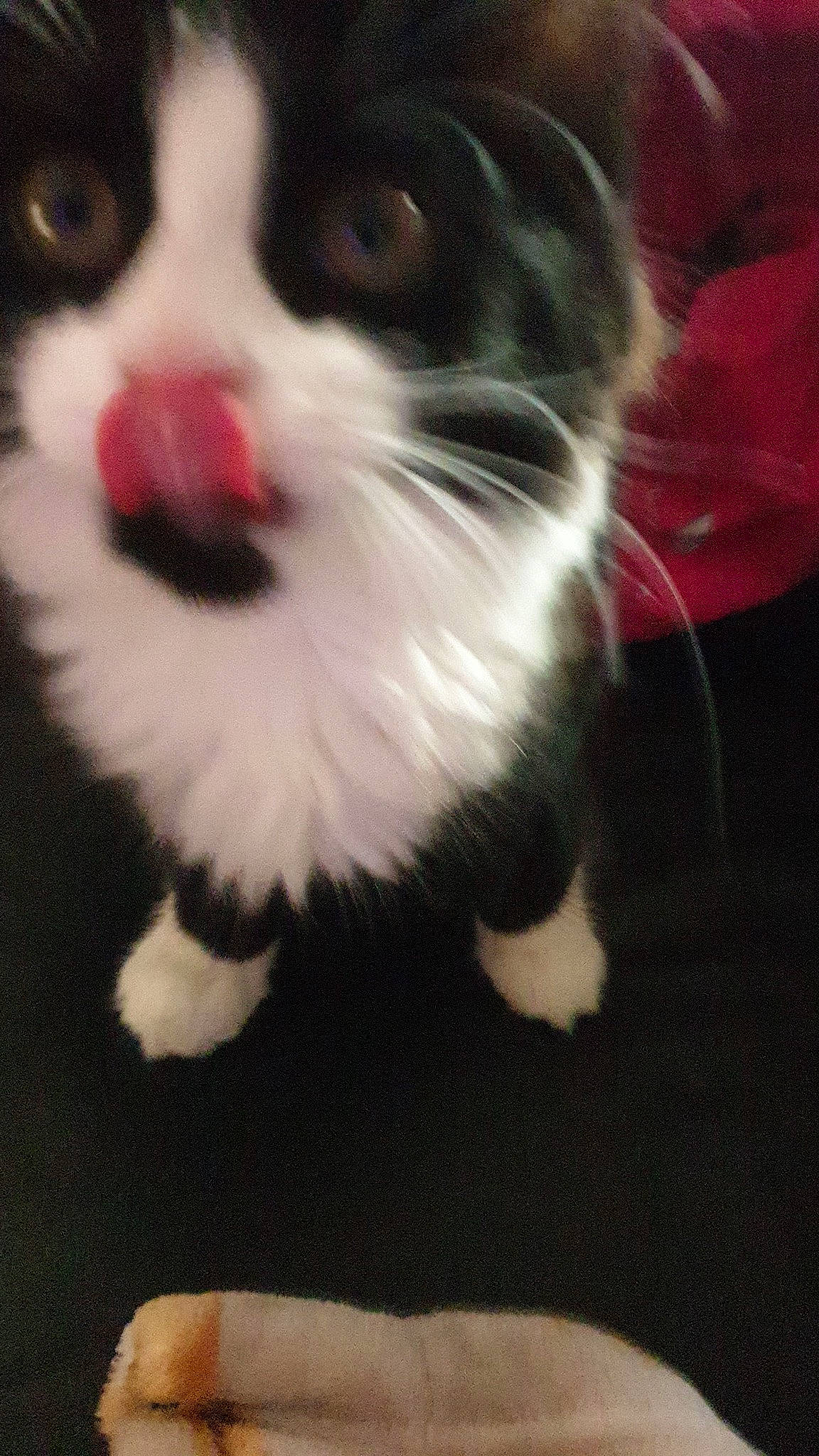 Penny is registered to the contest to win money with this photo: american_wirehair, black, black_and_white, carnivore, cat, eye, felidae, fur, kitten, mammal, munchkin, nose, paw, polydactyl_cat, scottish_fold, small_to_medium_sized_cats, smile, snout, tail, whiskers