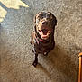 dog, labrador_retriever, brown_dog, pet, indoor, carpet, happy, smiling, looking_up, sitting, collar, dog_tag, sunlight, shadow, portrait, close_up, canine, floor, furniture, tongue