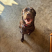 Nala joined the competition — help win amazing prizes! dog, labrador_retriever, brown_dog, pet, indoor, carpet, happy, smiling, looking_up, sitting, collar, dog_tag, sunlight, shadow, portrait, close_up, canine, floor, furniture, tongue