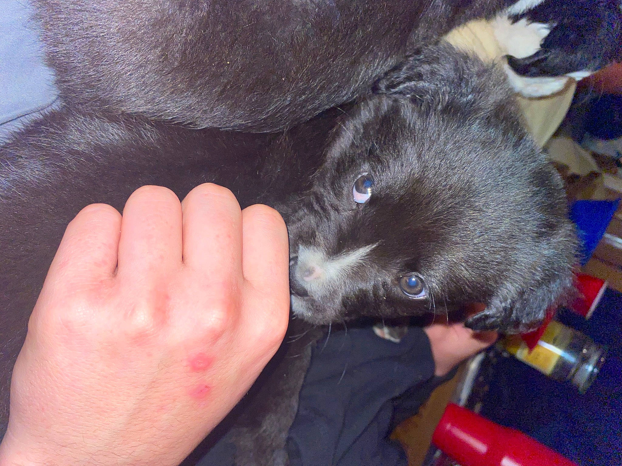 Cooper is registered to the contest to win money with this photo: canidae, carnivore, claw, comfort, companion_dog, corgi_chihuahua, dog_breed, domestic_short_haired_cat, ear, felidae, finger, fur, gesture, nail, paw, puppy, small_to_medium_sized_cats, thumb, whiskers, wrist