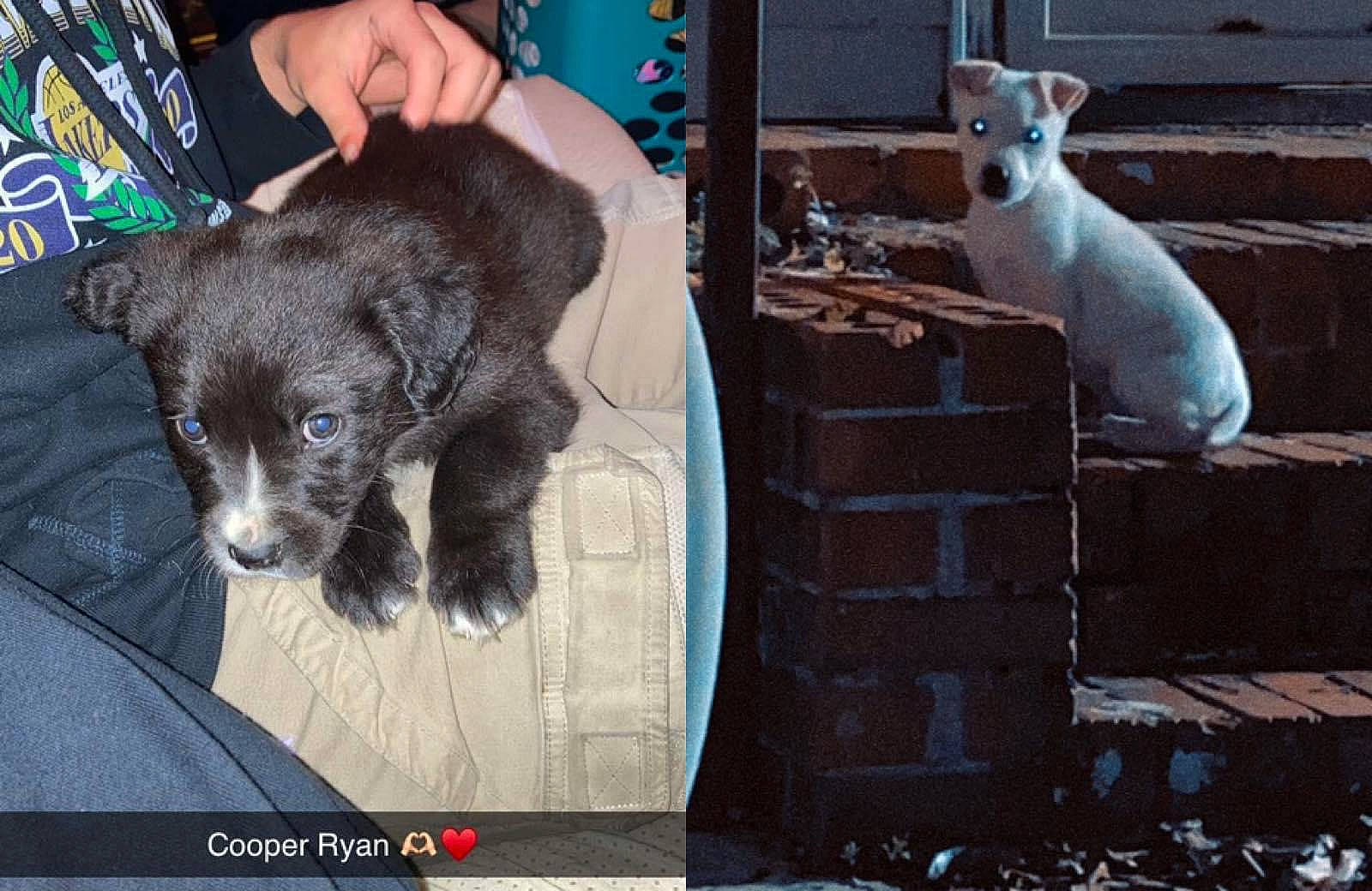 Cooper joined the competition — help win amazing prizes! art, canidae, carnivore, companion_dog, dog, dog_breed, fawn, felidae, fur, grey, liver, pattern, paw, small_to_medium_sized_cats, snout, tail, terrestrial_animal, toy_dog, whiskers, working_animal