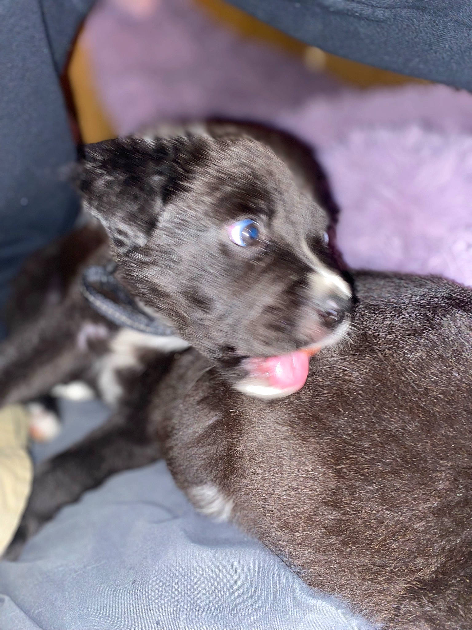 Cooper is registered to the contest to win money with this photo: borador, carnivore, companion_dog, dog, dog_breed, fur, grey, non_sporting_group, sporting_group, whiskers, working_animal