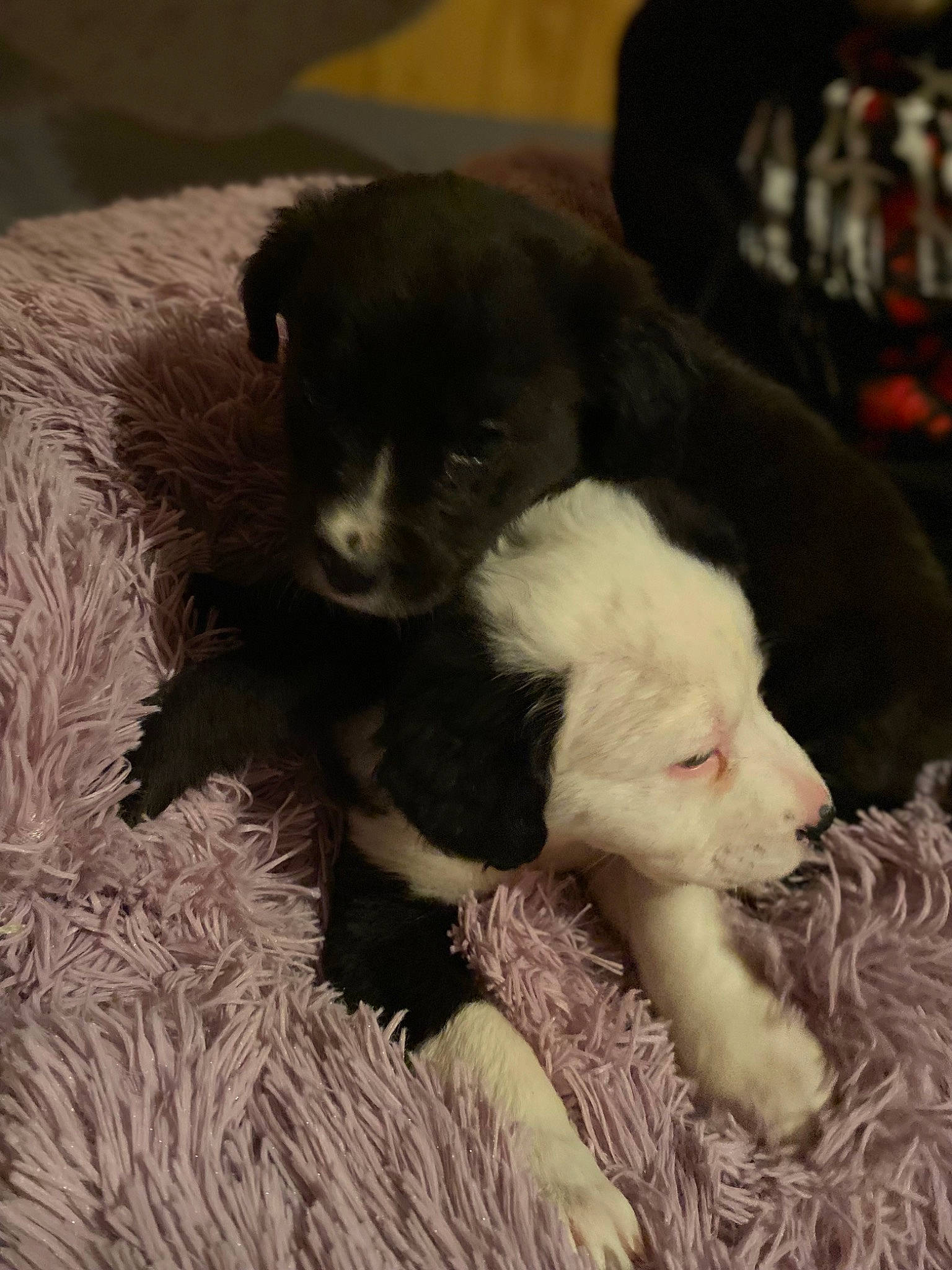 Rj joined the competition — help win amazing prizes! canidae, carnivore, cat, claw, comfort, companion_dog, dog_breed, felidae, ferret, fur, mustelidae, nap, paw, puppy, small_to_medium_sized_cats, sporting_group, tail, terrestrial_animal, whiskers, working_animal