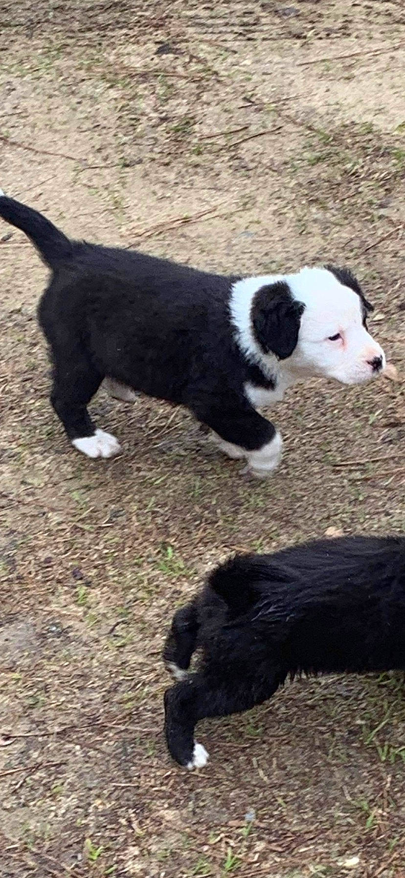 Rj is registered to the contest to win money with this photo: canidae, carnivore, companion_dog, dog, dog_breed, dog_supply, fur, grass, livestock, non_sporting_group, plant, sheep, snout, soil, sporting_group, tail, terrestrial_animal, working_animal