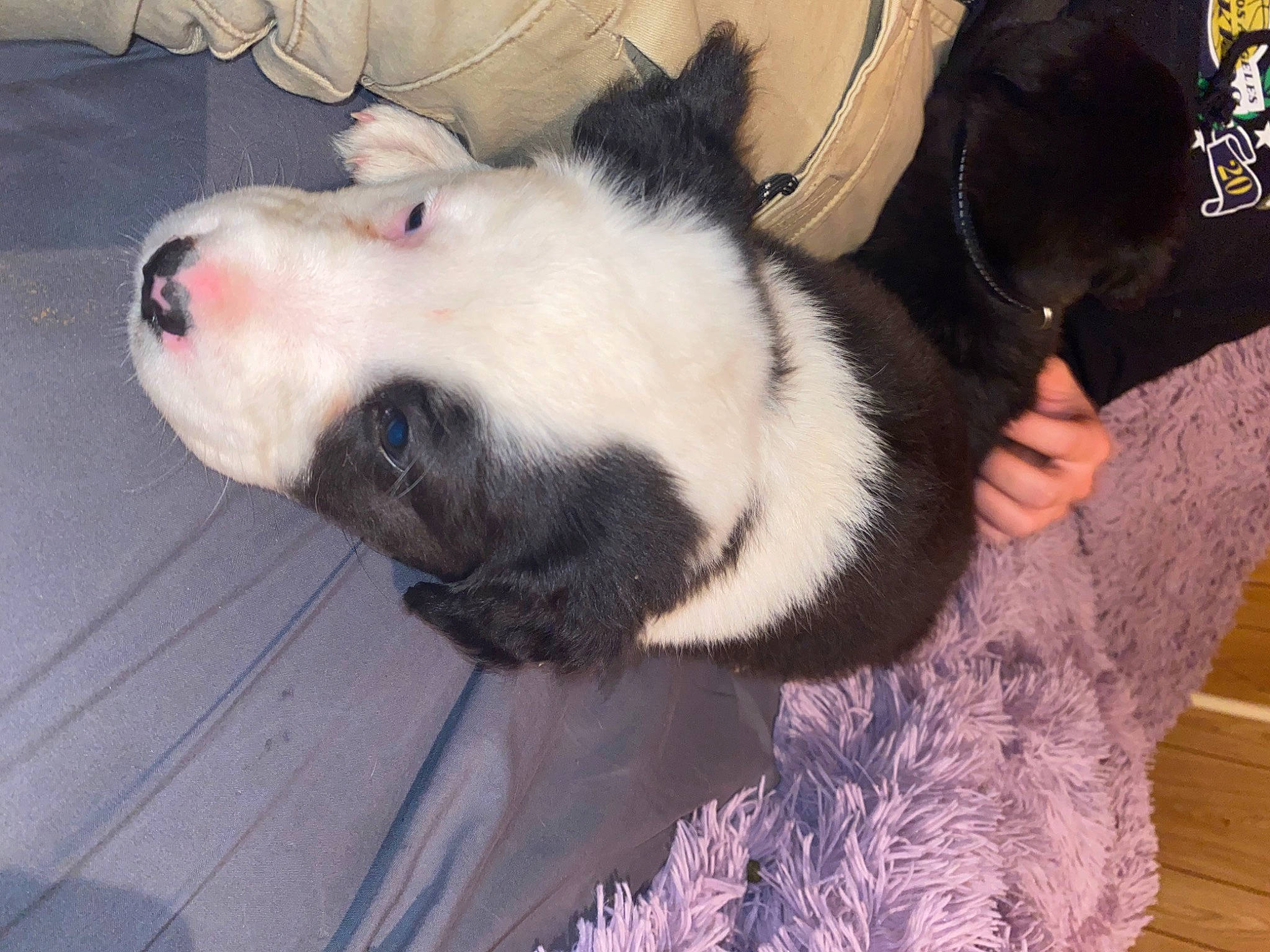 Rj is registered to the contest to win money with this photo: canidae, carnivore, claw, collar, comfort, companion_dog, dog, dog_breed, domestic_short_haired_cat, fawn, felidae, fur, paw, small_to_medium_sized_cats, snout, sporting_group, tail, whiskers, wood, working_animal