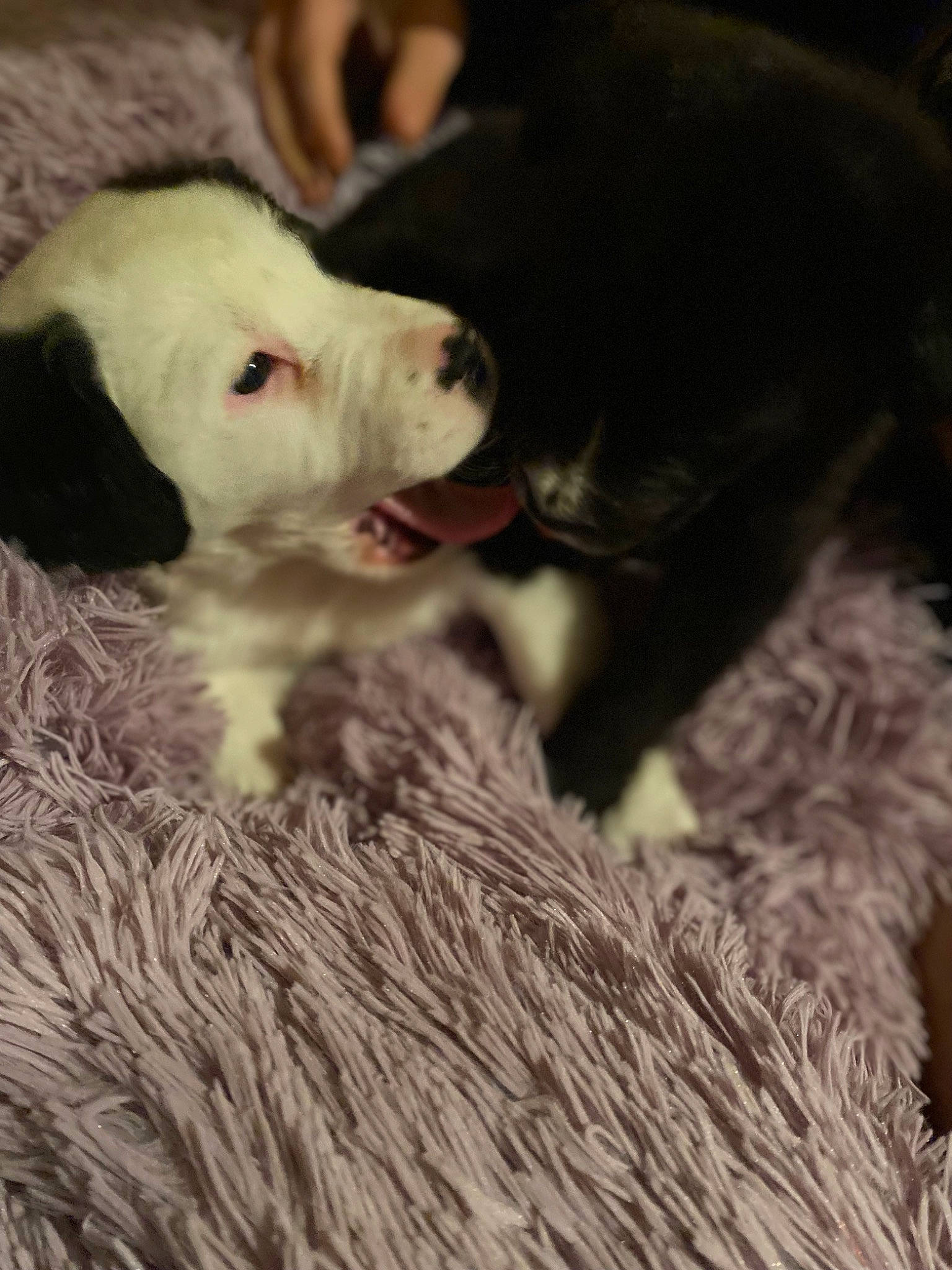 Rj joined the competition — help win amazing prizes! canidae, carnivore, companion_dog, dog, dog_breed, ear, fur, guard_dog, livestock_guardian_dog, maremma_sheepdog, non_sporting_group, paw, retriever, snout, sporting_group, vertebrate, working_animal, working_dog