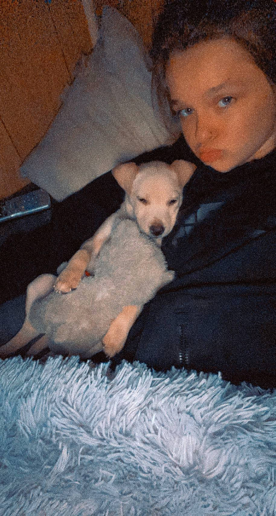 Ryder joined the competition — help win amazing prizes! bed, canidae, carnivore, comfort, companion_dog, dog, dog_breed, fawn, fur, human_leg, lap, linens, nap, sitting, snout, sporting_group, stuffed_toy, toy, toy_dog, trunk