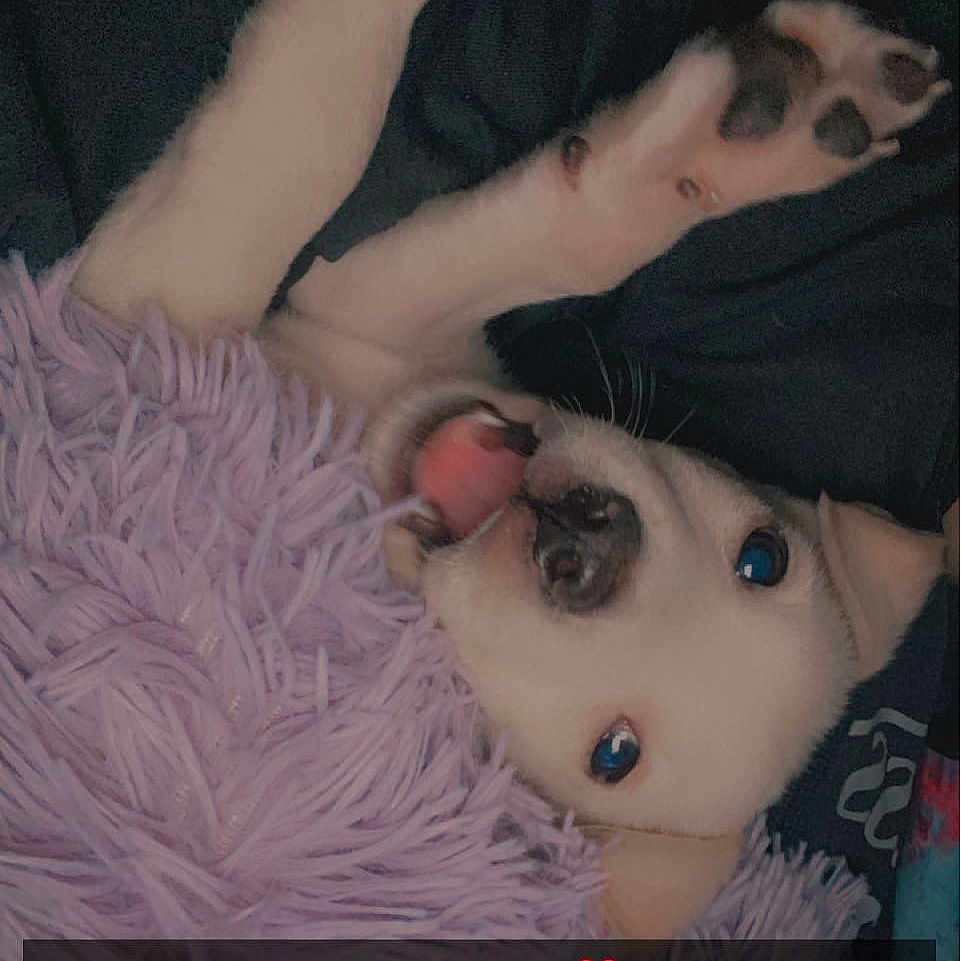 Ryder
