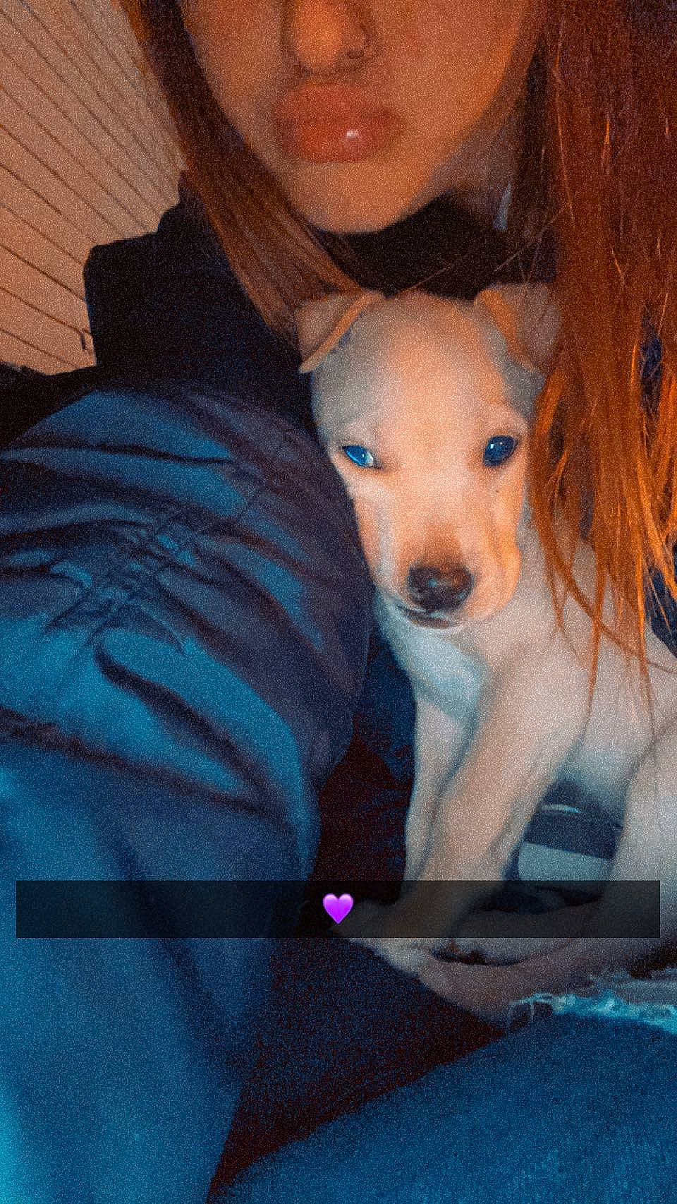 Ryder joined the competition — help win amazing prizes! canidae, carnivore, companion_dog, dog, dog_breed, dog_supply, electric_blue, eyelash, fawn, fun, fur, happy, non_sporting_group, photo_caption, sitting, snout, sporting_group, sunglasses, t_shirt, toy_dog