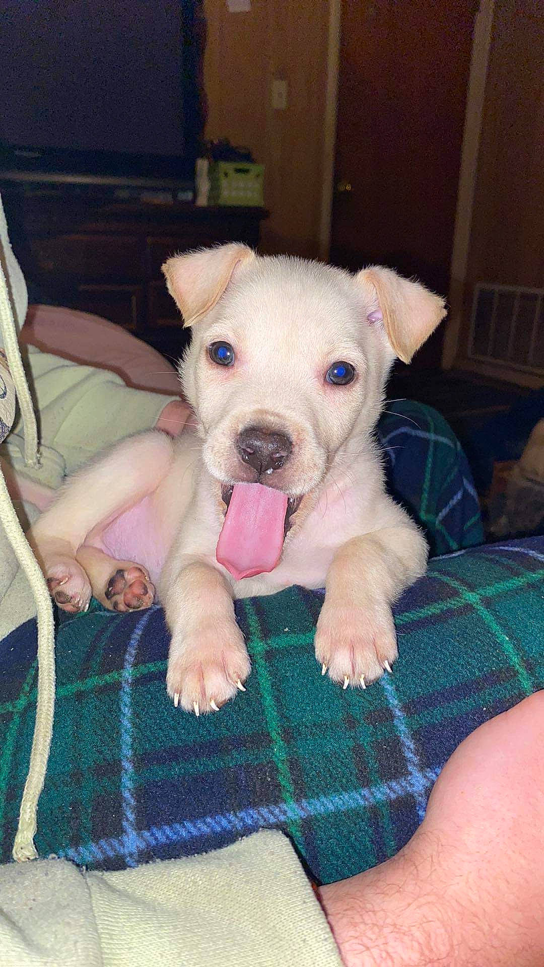 Ryder is registered to the contest to win money with this photo: canidae, carnivore, comfort, companion_dog, couch, dog, dog_breed, dog_supply, fawn, guard_dog, pattern, plaid, snout, sporting_group, tartan, terrestrial_animal, toy_dog, whiskers, working_animal, wrinkle