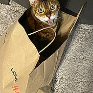 Zoe joined the competition — help win amazing prizes! animal, brown, carpet, cat, curious, cute, domestic_animal, ears, feline, floor, household, indoor, looking_up, paper_bag, pet, playful, shopping_bag, text, tongue_out, whiskers
