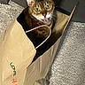 animal, brown, carpet, cat, curious, cute, domestic_animal, ears, feline, floor, household, indoor, looking_up, paper_bag, pet, playful, shopping_bag, text, tongue_out, whiskers