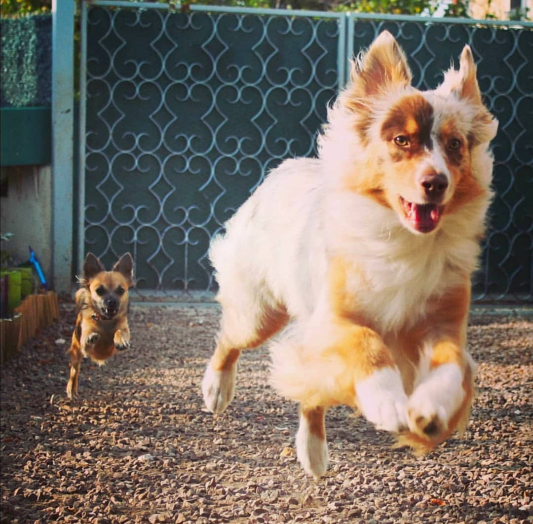 O'Lana a rejoint le concours — aidez-le/la à gagner de superbes lots ! australian_collie, australian_shepherd, border_collie, canidae, carnivore, companion_dog, dog, dog_breed, fawn, mammal, small_greek_domestic_dog, sporting_group, vertebrate, working_dog