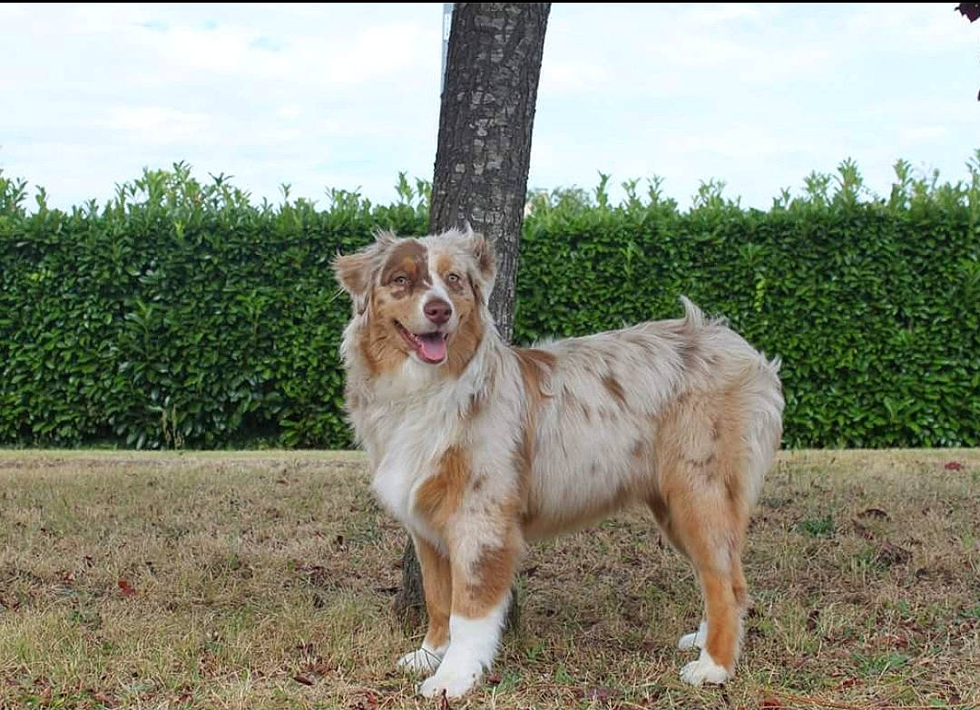 O'Lana a rejoint le concours — aidez-le/la à gagner de superbes lots ! australian_shepherd, canidae, carnivore, companion_dog, dog, dog_breed, fawn, herding_dog, mammal, miniature_australian_shepherd, sporting_group, vertebrate, working_dog