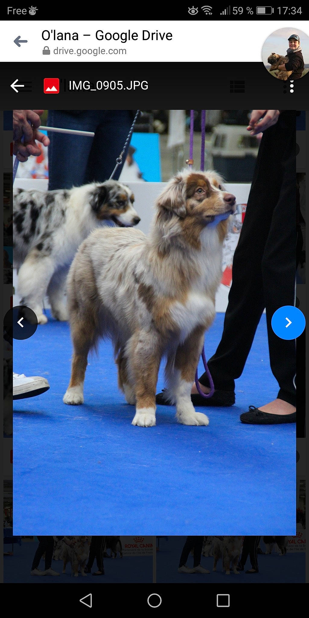 O'Lana a rejoint le concours — aidez-le/la à gagner de superbes lots ! australian_shepherd, canidae, carnivore, companion_dog, conformation_show, dog, dog_breed, kennel_club, mammal, miniature_australian_shepherd, obedience_training, rally_obedience, rare_breed_dog, sporting_group, vertebrate, working_dog