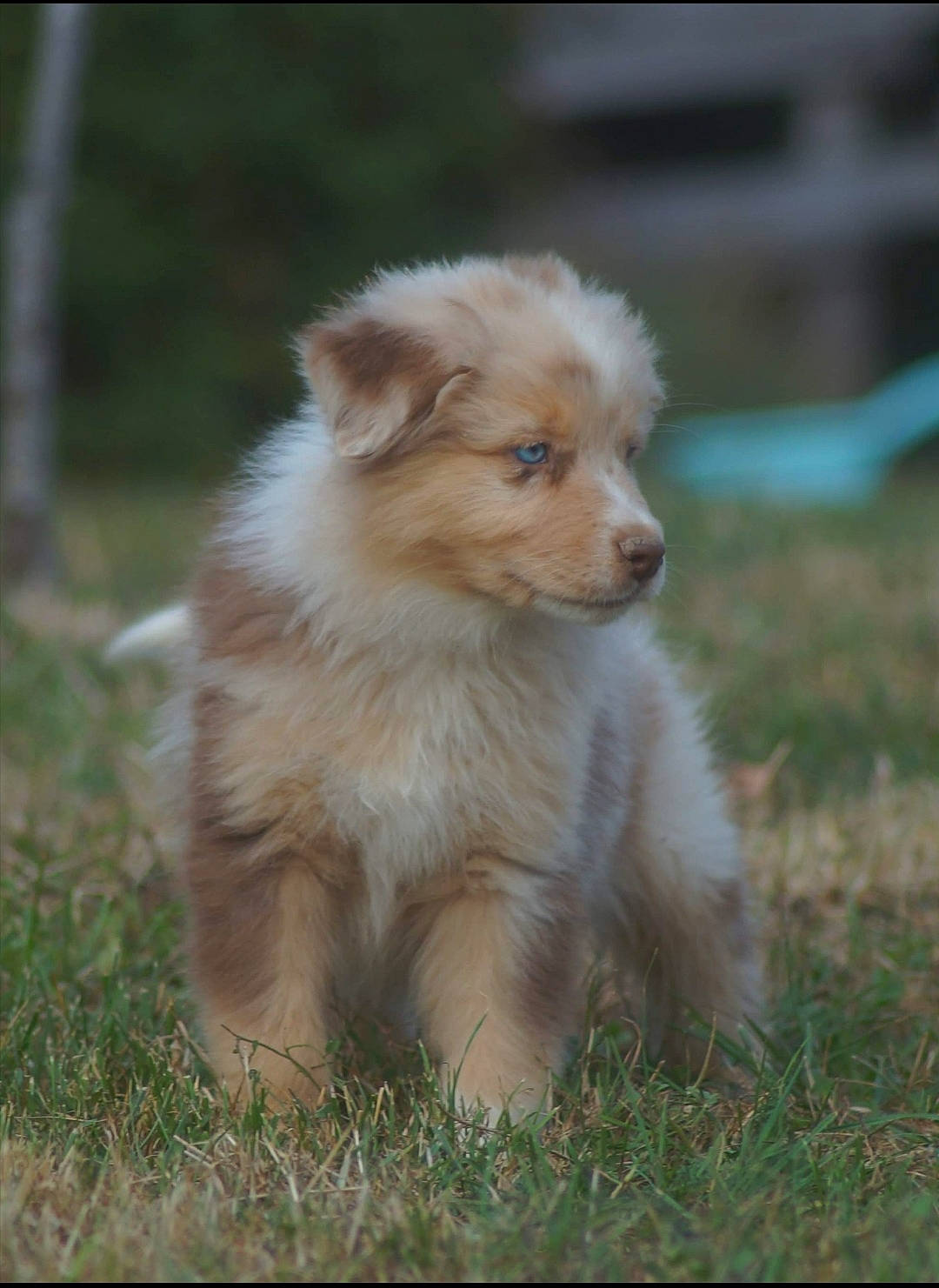 Poker participe au concours pour gagner de l'argent avec cette photo : australian_shepherd, basque_shepherd_dog, canidae, carnivore, collie, companion_dog, dog, dog_breed, mammal, miniature_australian_shepherd, puppy, rare_breed_dog, rough_collie, scotch_collie, shetland_sheepdog, sporting_group, vertebrate