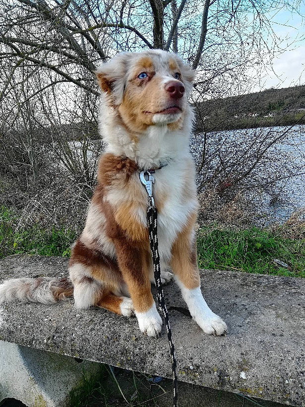 Poker a rejoint le concours — aidez-le/la à gagner de superbes lots ! australian_shepherd, basque_shepherd_dog, canidae, carnivore, companion_dog, dog, dog_breed, fawn, mammal, miniature_australian_shepherd, puppy, sporting_group, vertebrate, working_dog