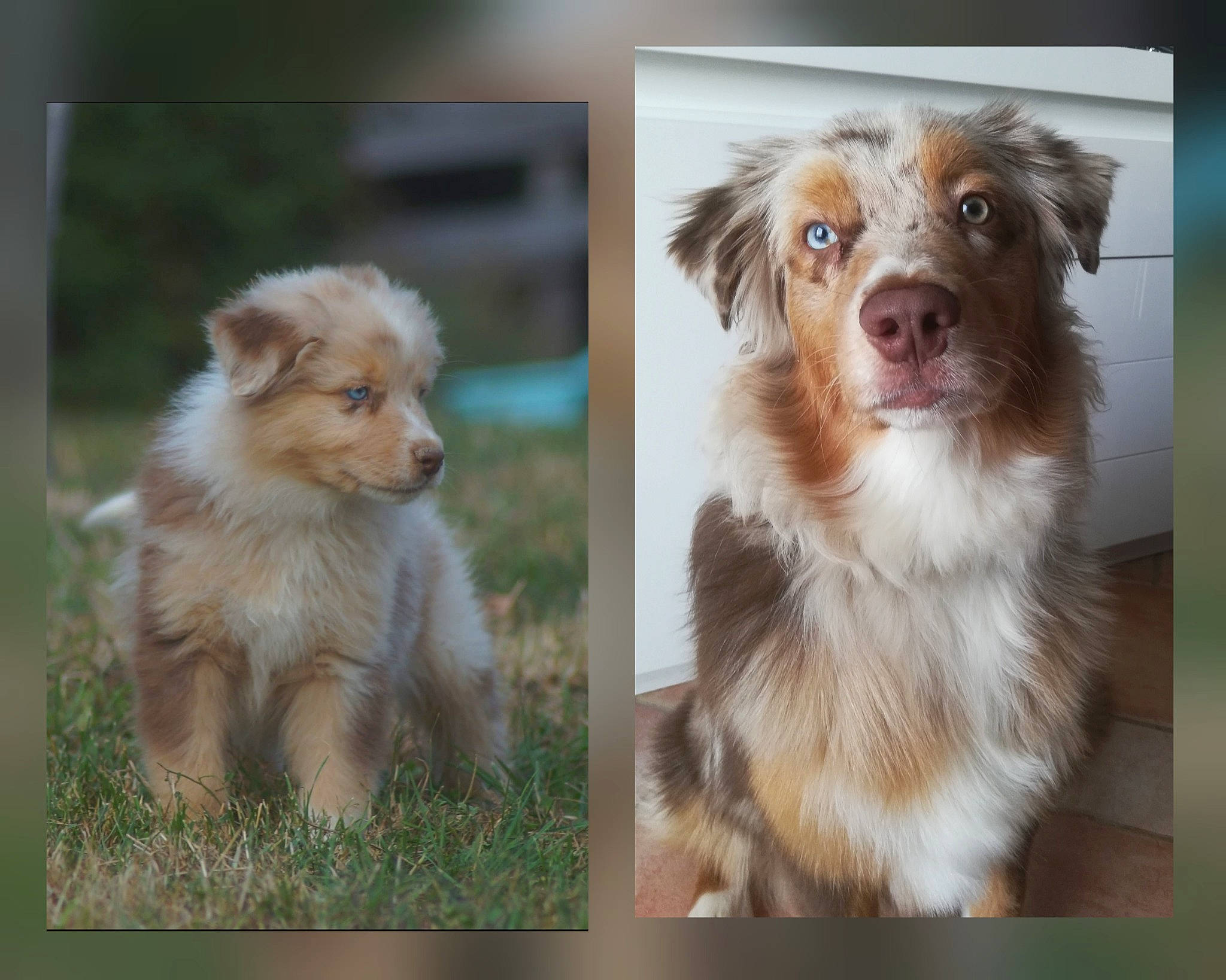 Poker a rejoint le concours — aidez-le/la à gagner de superbes lots ! australian_collie, australian_shepherd, basque_shepherd_dog, canidae, carnivore, companion_dog, dog, dog_breed, mammal, miniature_australian_shepherd, nova_scotia_duck_tolling_retriever, puppy, rare_breed_dog, sporting_group, working_dog