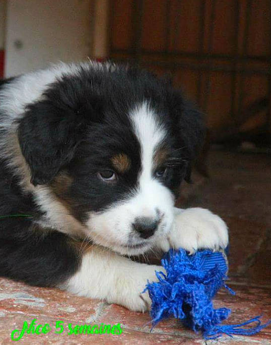 Nico a rejoint le concours — aidez-le/la à gagner de superbes lots ! australian_shepherd, bernese_mountain_dog, bucovina_shepherd_dog, canidae, carnivore, companion_dog, dog, dog_breed, english_shepherd, karakachan_dog, mammal, miniature_australian_shepherd, moscow_watchdog, puppy, rare_breed_dog, sporting_group, tornjak, vertebrate