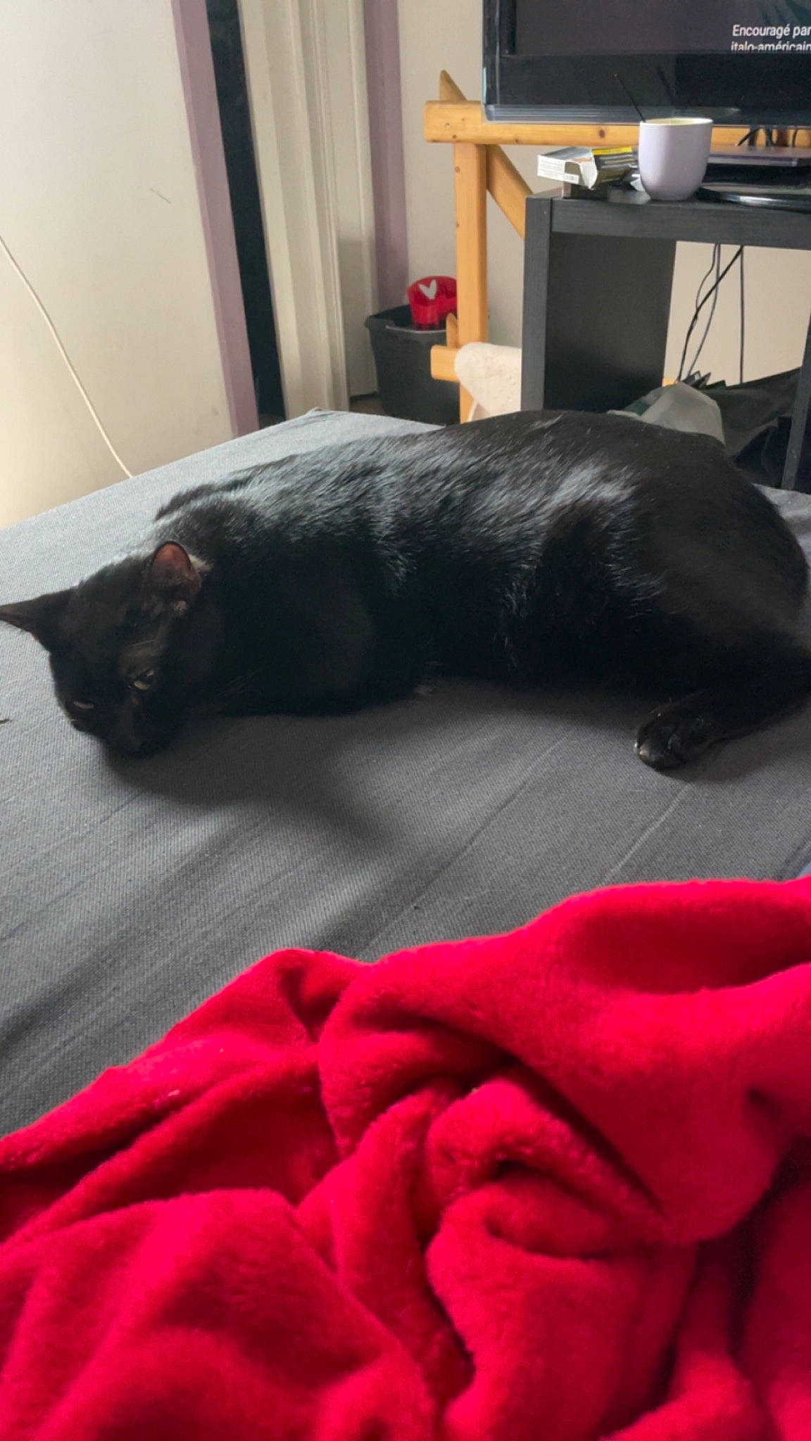 Lewis participe au concours pour gagner de l'argent avec cette photo : black, carnivore, comfort, companion_dog, dog_breed, felidae, floor, flooring, grey, hardwood, linens, mammal, room, small_to_medium_sized_cats, snout, table, tail, vertebrate, whiskers, wood