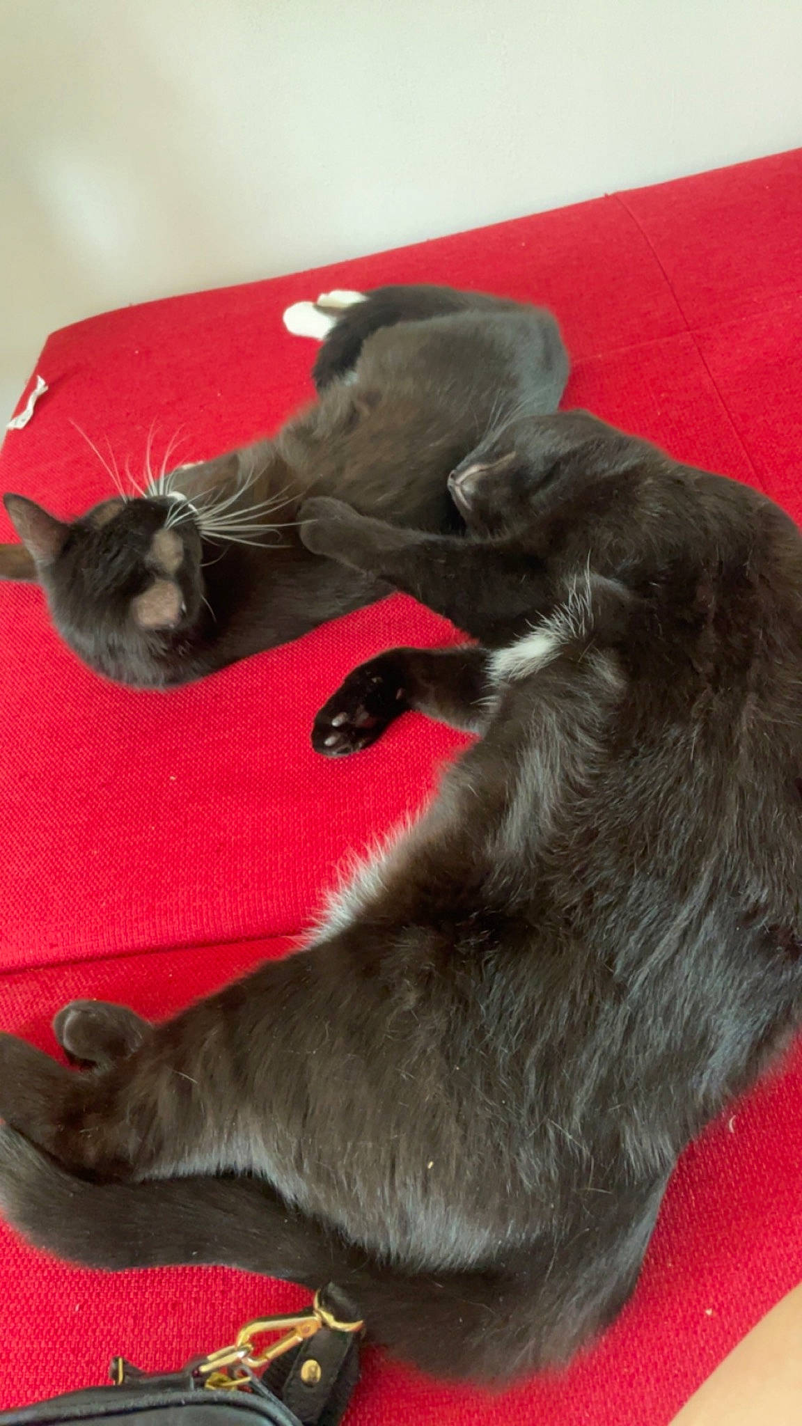 Lewis participe au concours pour gagner de l'argent avec cette photo : canidae, carnivore, cat, claw, comfort, companion_dog, dog_breed, felidae, foot, fur, grey, liver, paw, small_to_medium_sized_cats, snout, sporting_group, tail, terrestrial_animal, whiskers