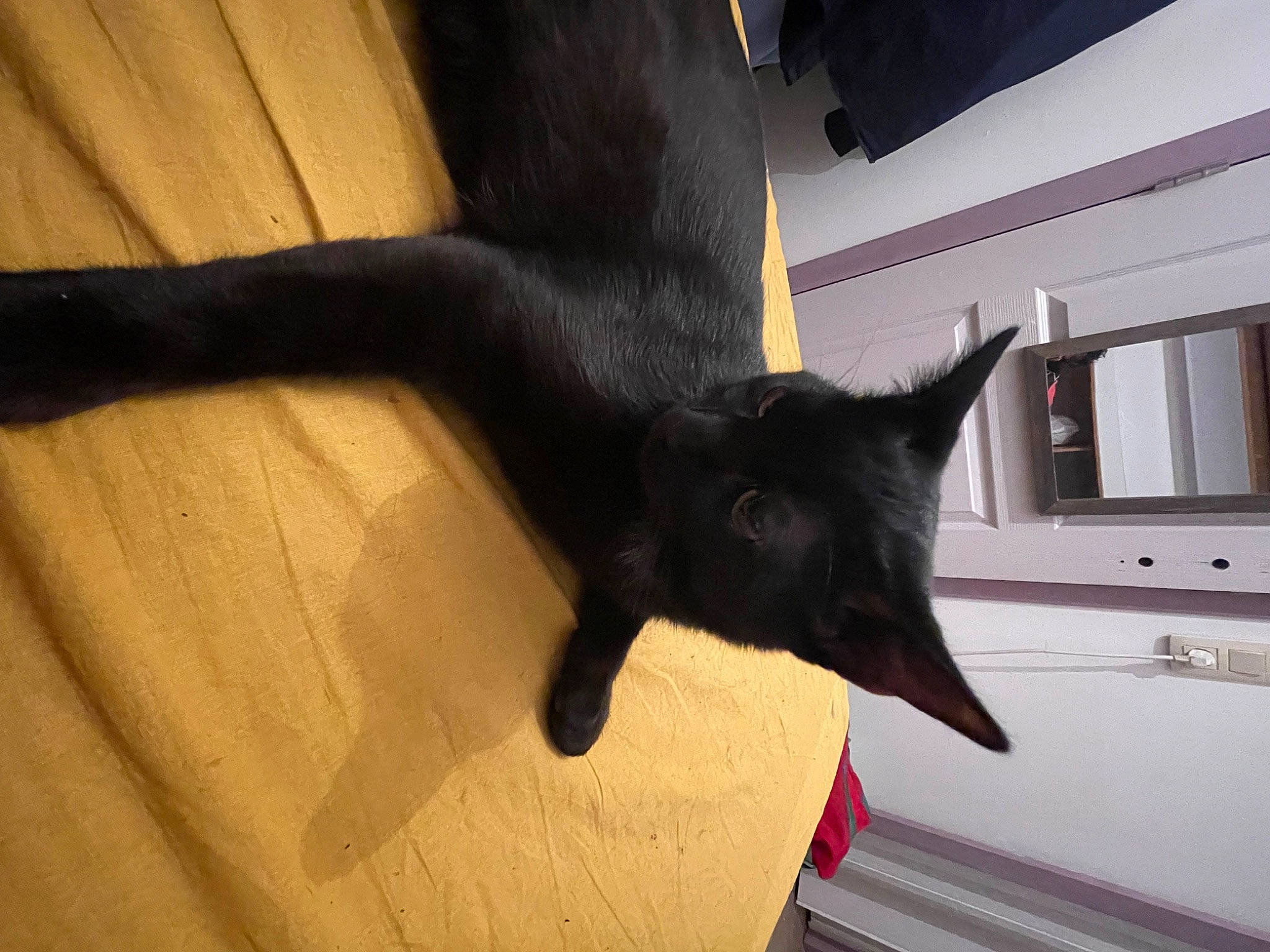 Lewis participe au concours pour gagner de l'argent avec cette photo : black_cat, carnivore, cat, claw, comfort, dog_breed, domestic_short_haired_cat, felidae, floor, flooring, fur, hardwood, shadow, small_to_medium_sized_cats, snout, tail, tints_and_shades, whiskers, window, wood