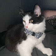 Oliver joined the competition — help win amazing prizes! animal, bed, black_and_white, bow_tie, cat, cute, domestic_animal, fancy, feline, fur, indoor, looking_away, paw, pet, portrait, resting, tattoo, whiskers, yellow_eyes, zebra_pattern
