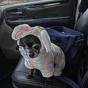 Princess joined the competition — help win amazing prizes! dog, pet, costume, bunny_ears, car_interior, car_seat, black_dog, clothing, pastel_colors, animal, cute, small_dog, leisure, transportation, fabric, seat, accessory, indoor, vehicle, bag