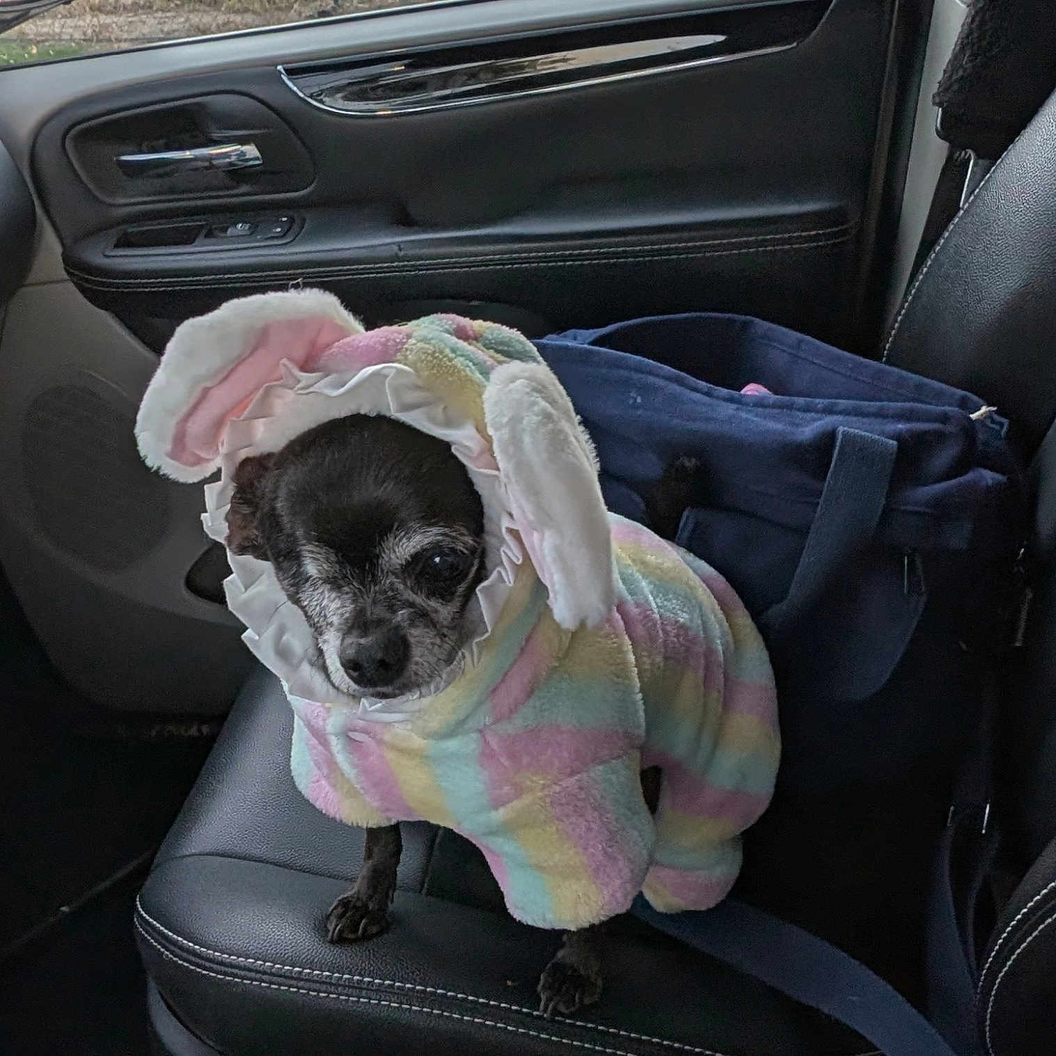 Princess joined the competition — help win amazing prizes! accessory, animal, bag, black_dog, bunny_ears, car_interior, car_seat, clothing, costume, cute, dog, fabric, indoor, leisure, pastel_colors, pet, seat, small_dog, transportation, vehicle
