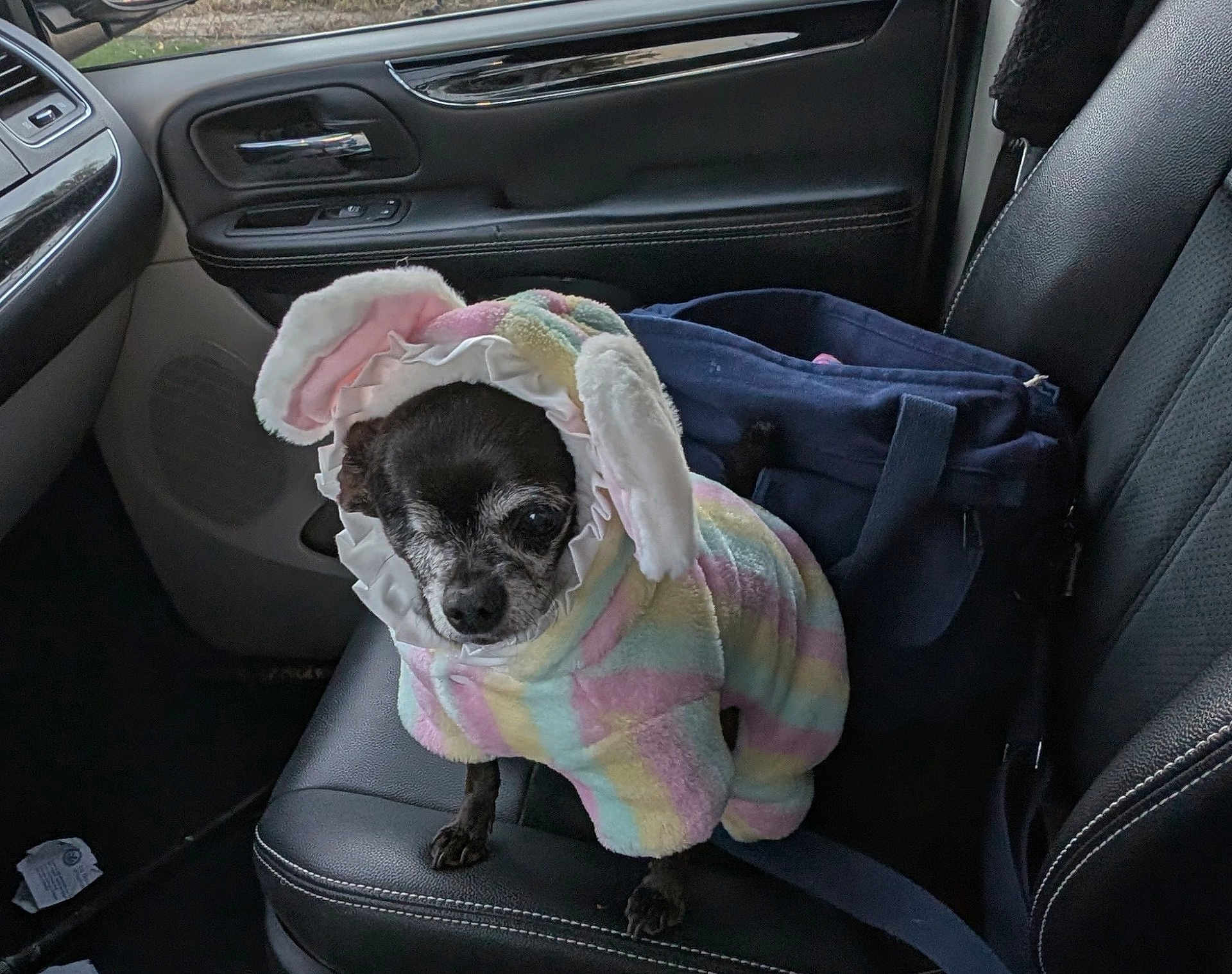 Princess joined the competition — help win amazing prizes! dog, pet, costume, bunny_ears, car_interior, car_seat, black_dog, clothing, pastel_colors, animal, cute, small_dog, leisure, transportation, fabric, seat, accessory, indoor, vehicle, bag