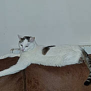 Keza a rejoint le concours — aidez-le/la à gagner de superbes lots ! animal, brown_couch, cat, couch, cute, domestic_animal, feline, furniture, gray_spots, home_interior, indoor, laying_down, leather_couch, mammal, pet, relaxed, resting, stretching, wall, white_cat