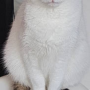 Kendji a rejoint le concours — aidez-le/la à gagner de superbes lots ! animal, cat, closeup, cute, domestic_cat, ears, feline, fur, furry, green_eyes, indoor, looking_at_camera, paw_print, pet, pink_nose, portrait, sitting, striped_tail, whiskers, white_cat