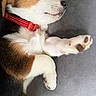 Buddy joined the competition — help win amazing prizes! puppy, dog, sleeping, tricolor, beagle, pet, animal, collar, red_collar, paws, paw_pads, floppy_ears, closed_eyes, snout, fur, white_fur, brown_fur, black_fur, couch, indoors