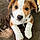 Buddy