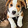 Buddy