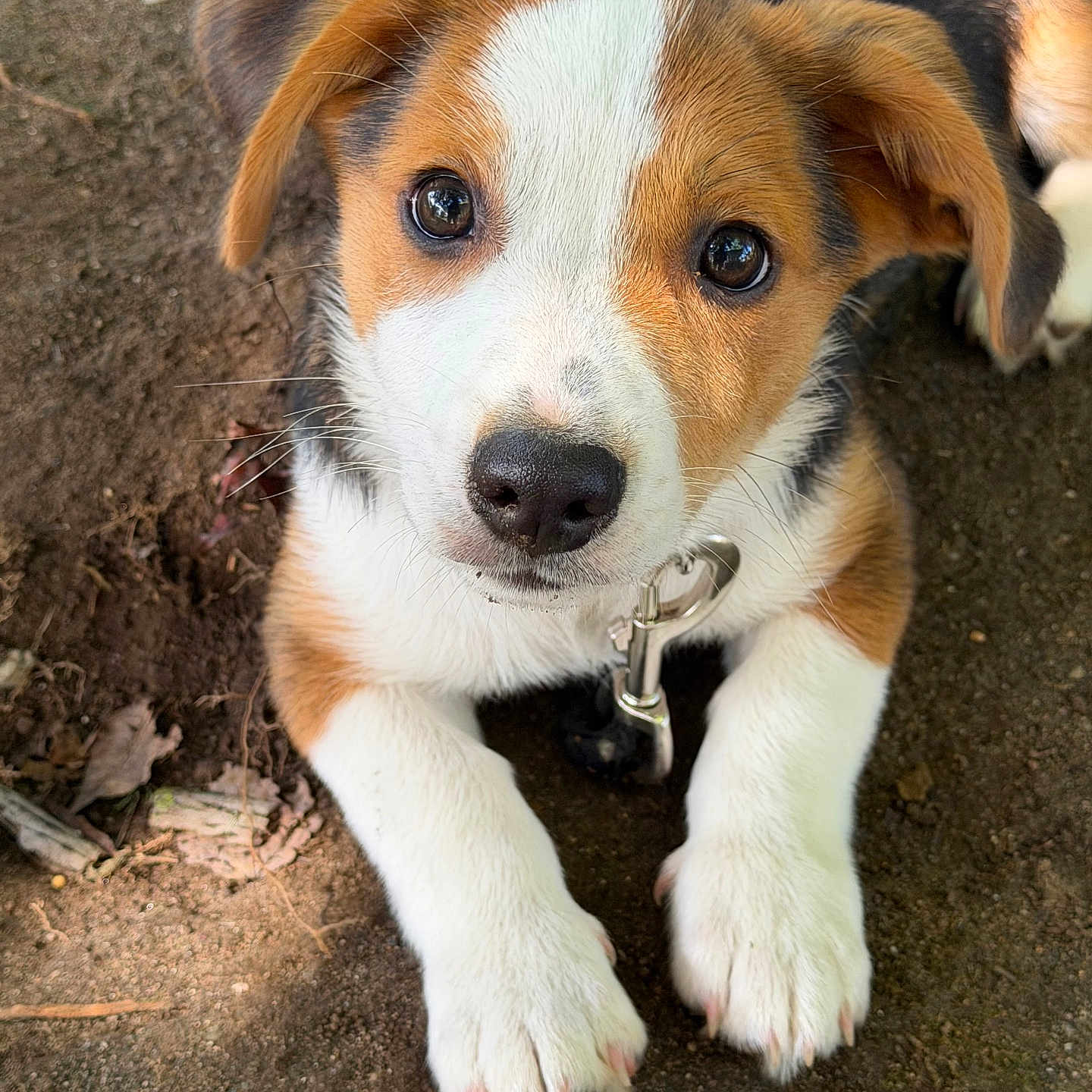 Buddy